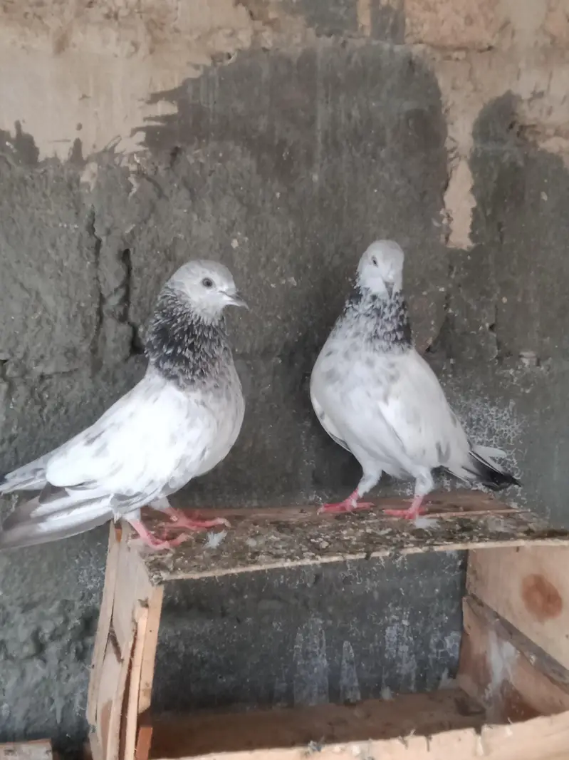 females — photo 5