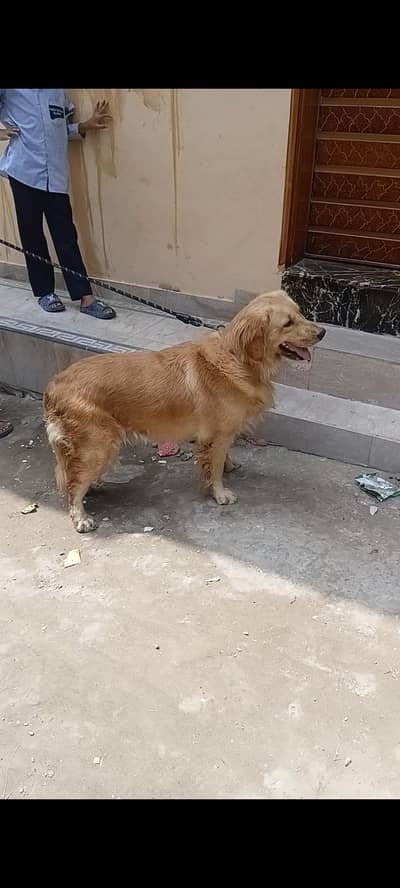 pdegree golden retriever female for sale