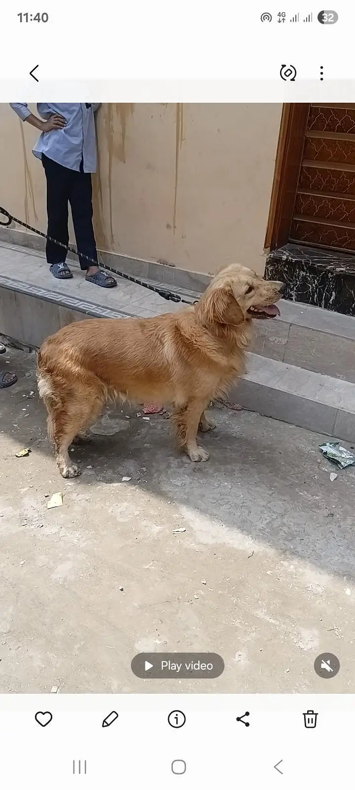 pdegree golden retriever female for sale — photo 3
