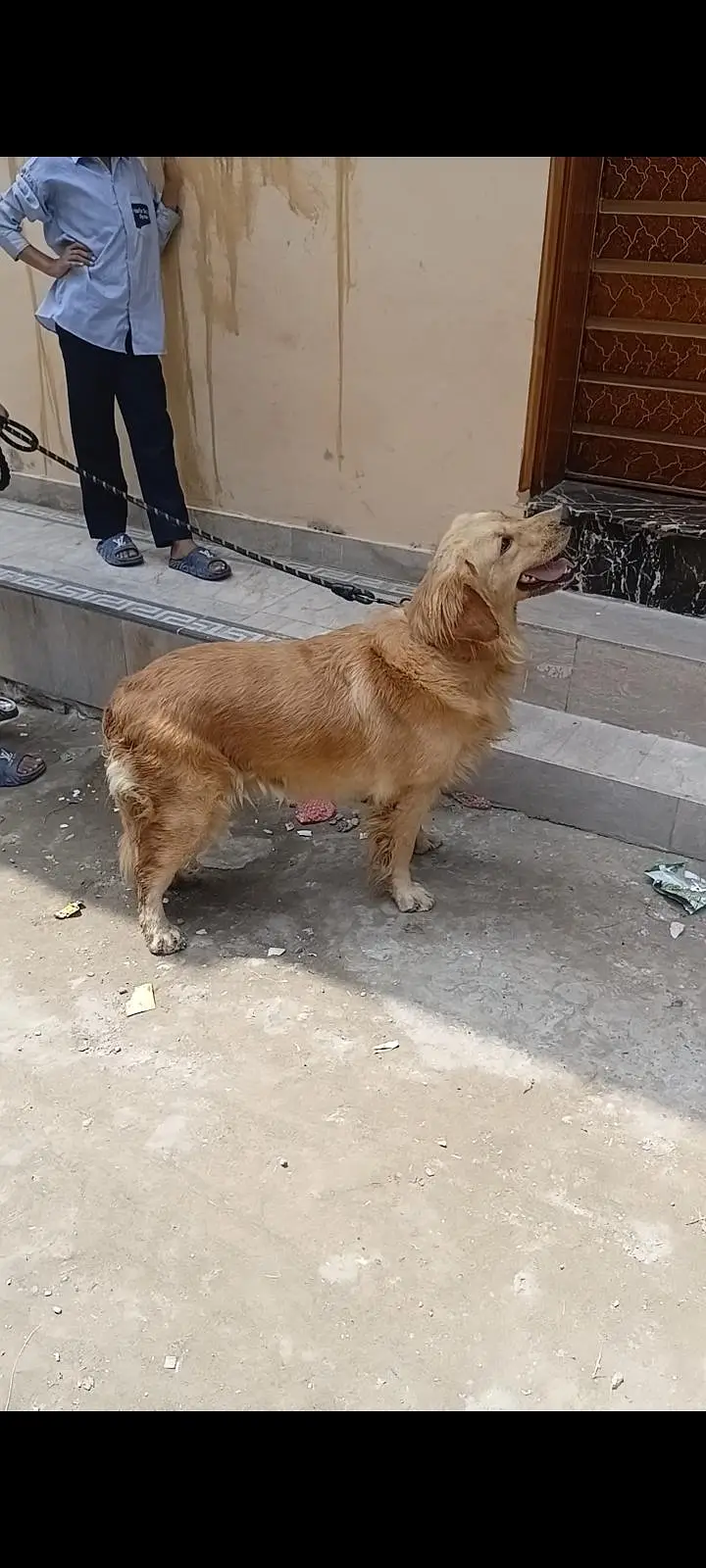 pdegree golden retriever female for sale — photo 5