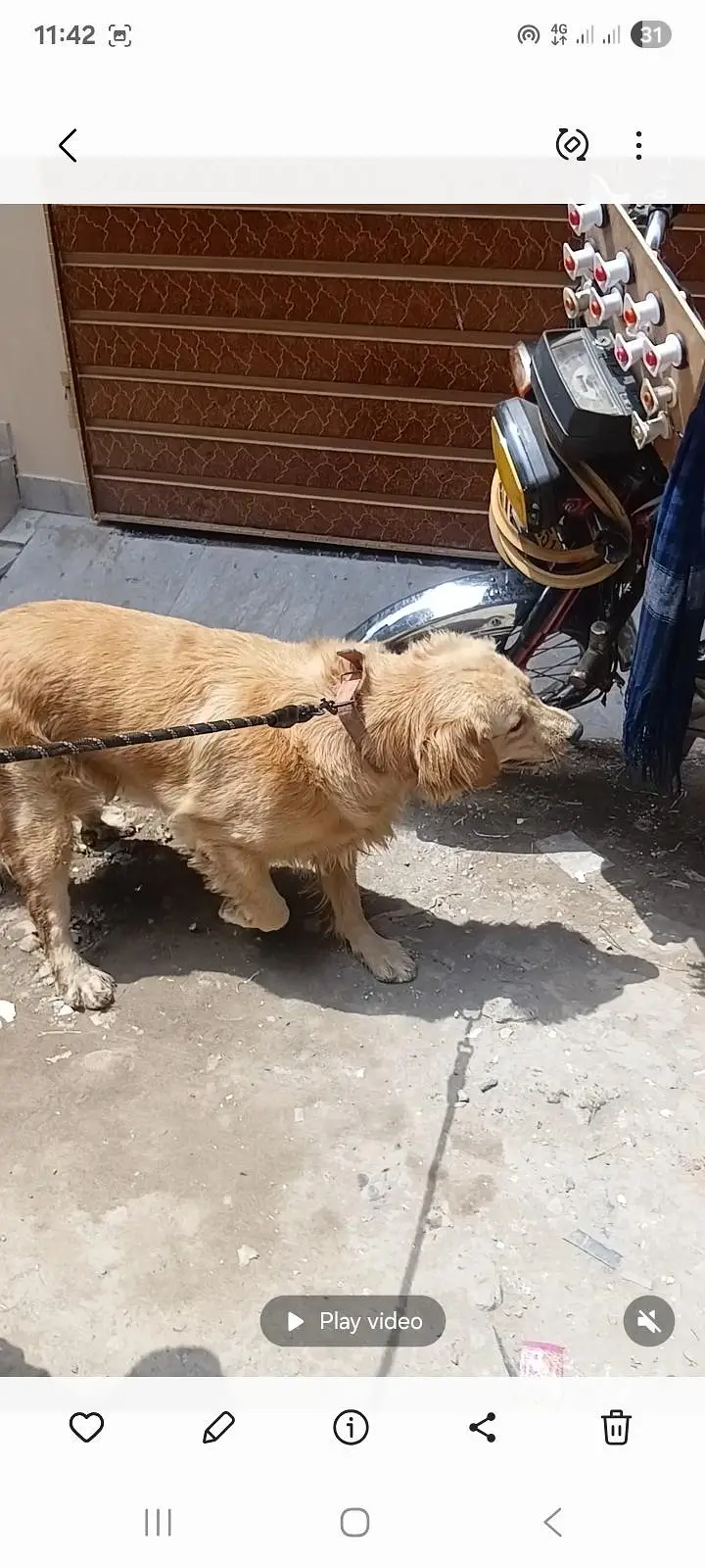 pdegree golden retriever female for sale — photo 6