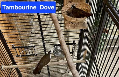 Tambourine Dove /Doves For Sale /Qumri /Fakhta /All kind of Doves