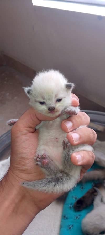 Himalayan kittens