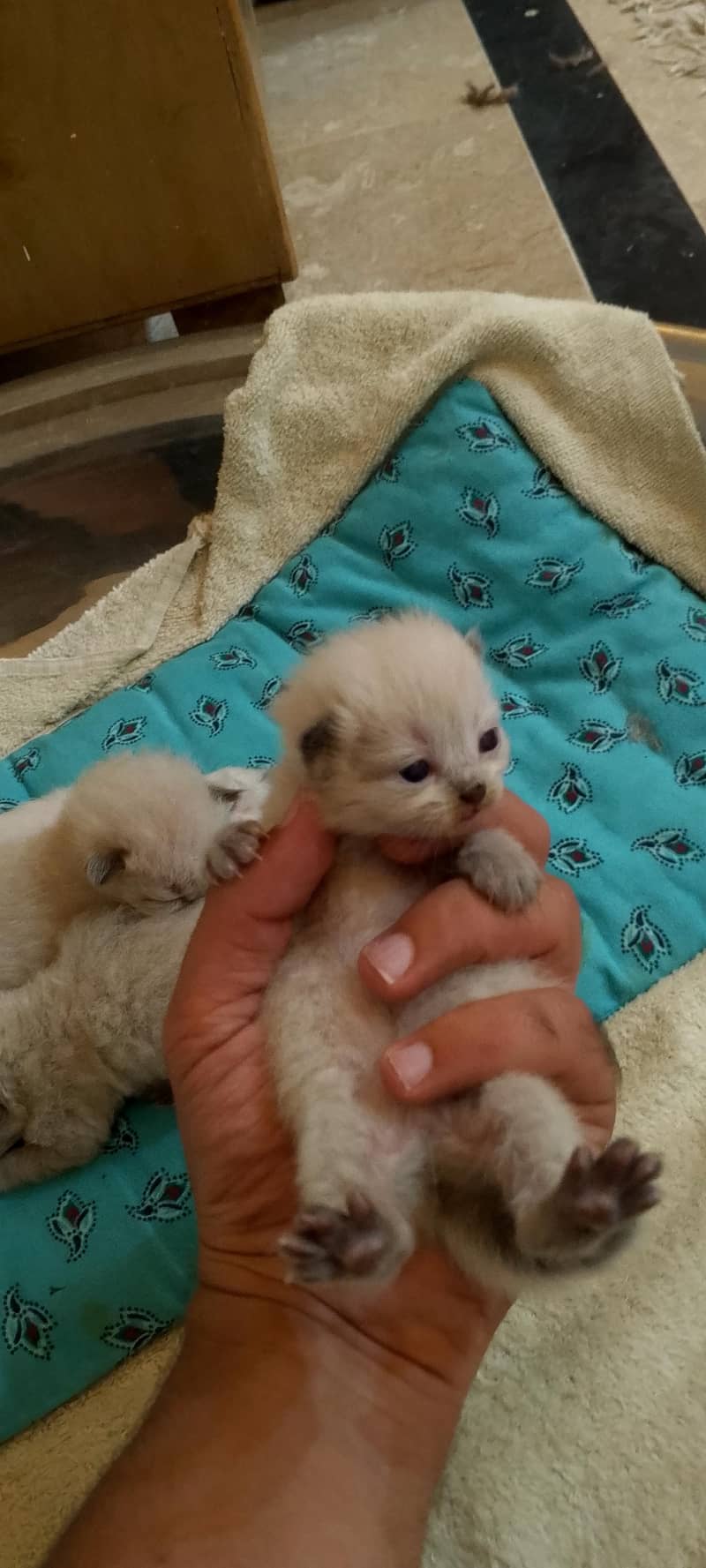 Himalayan kittens 1