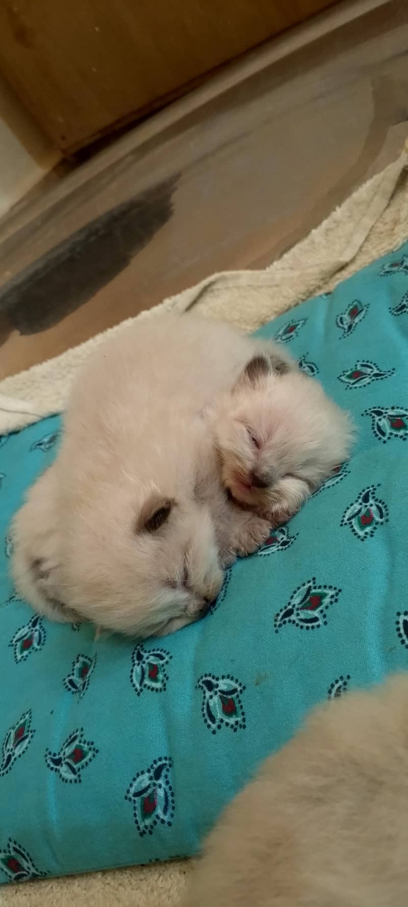 Himalayan kittens 2