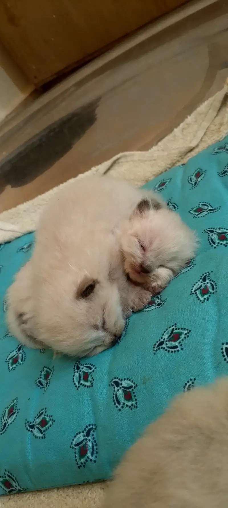 Himalayan kittens — photo 3