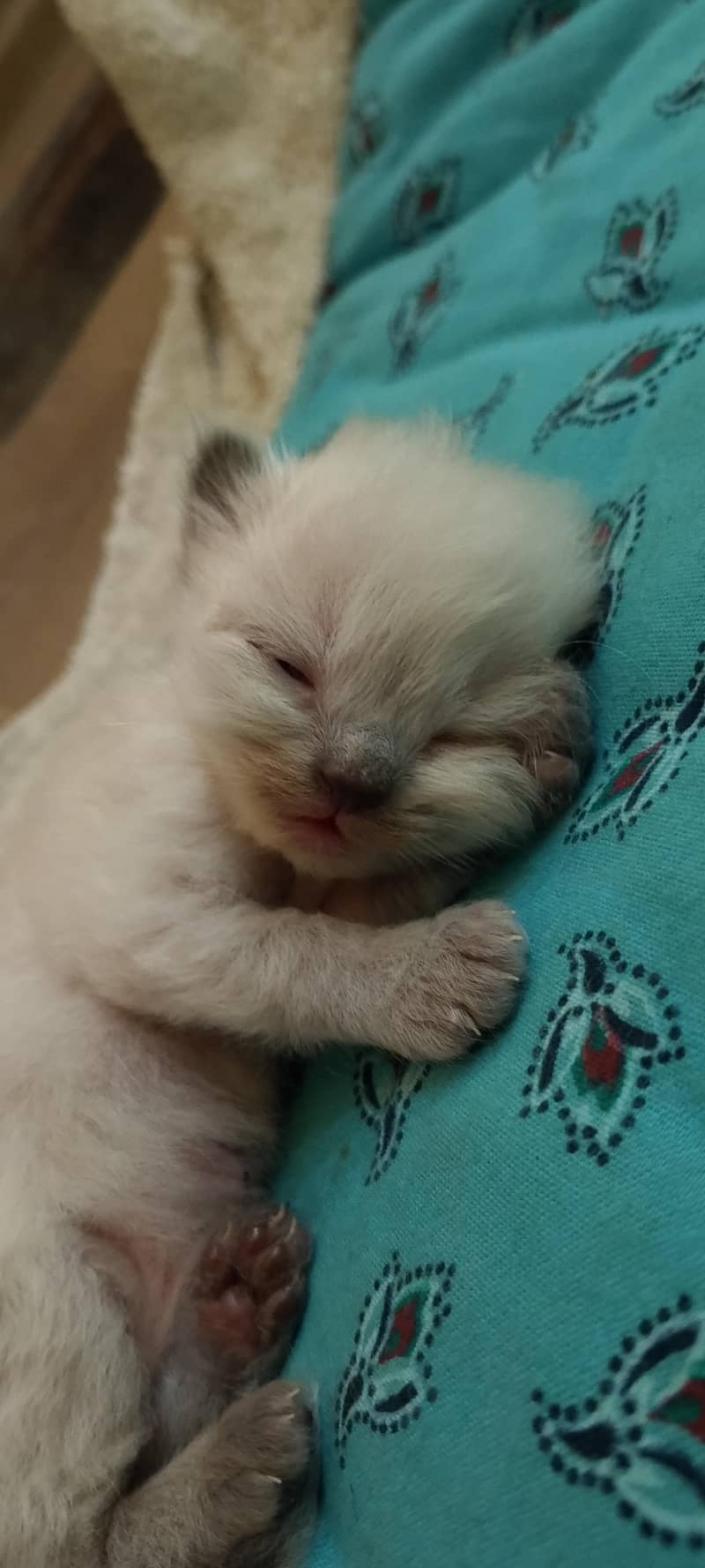 Himalayan kittens 3