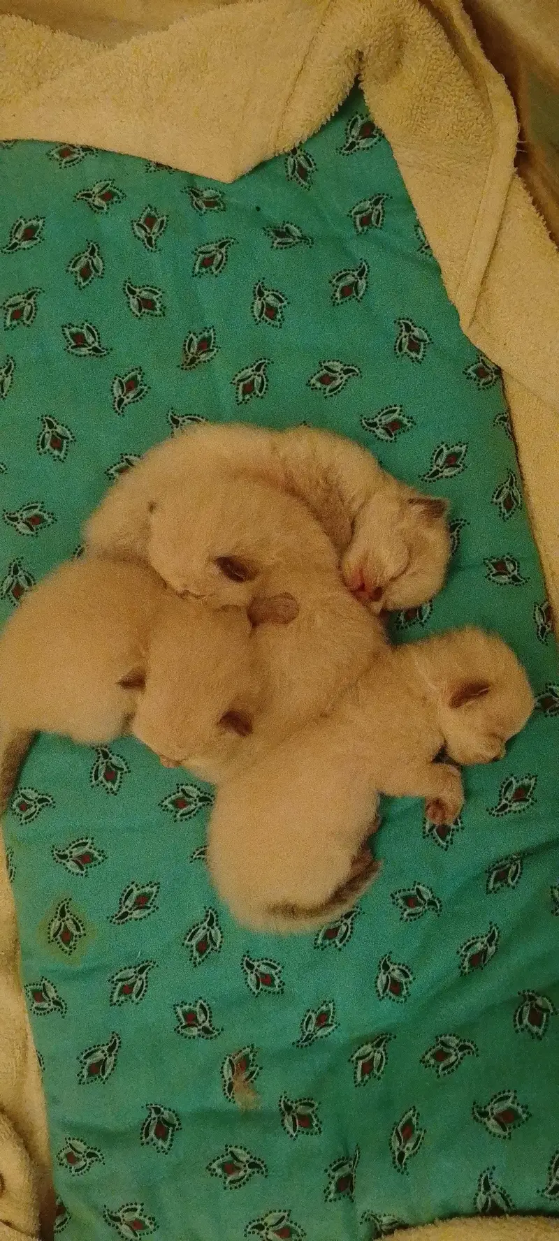Himalayan kittens — photo 5