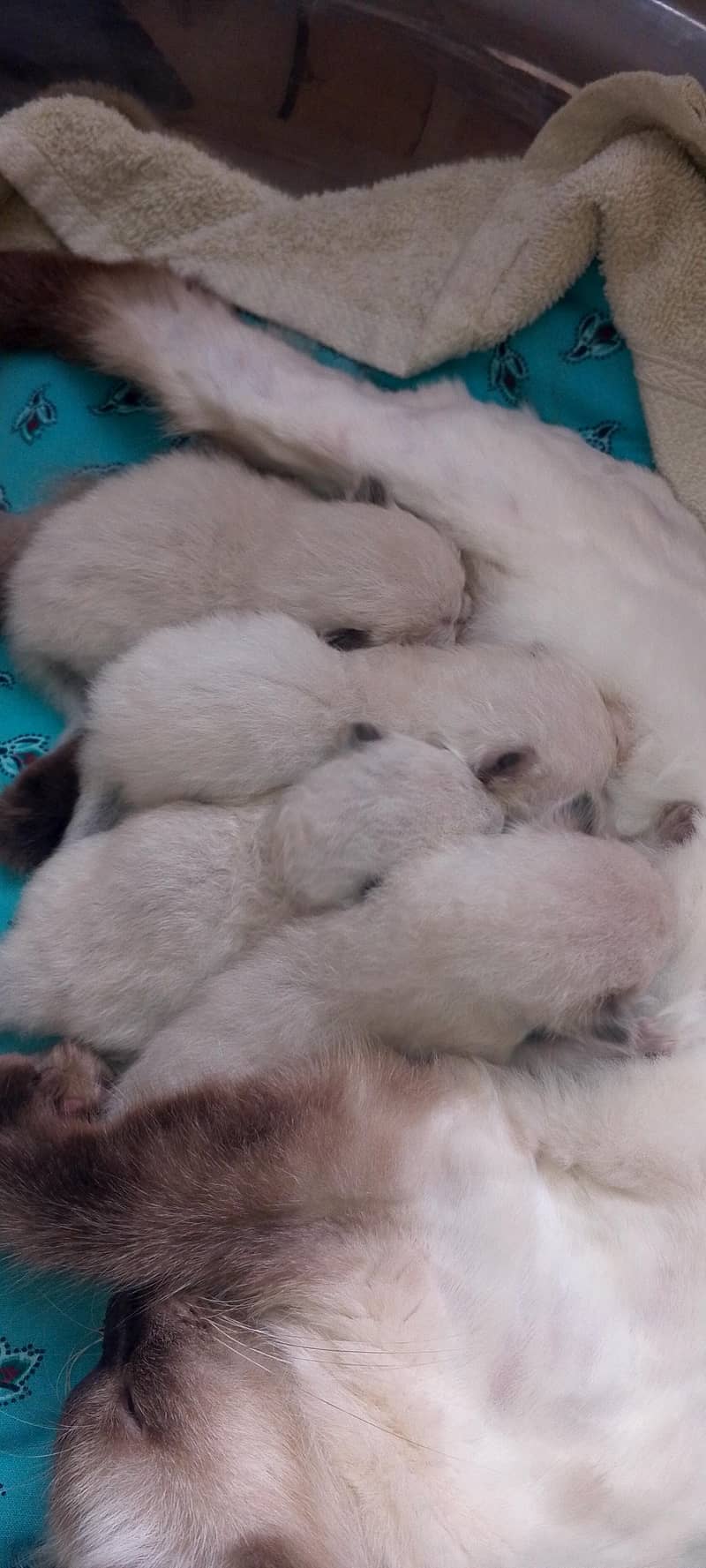 Himalayan kittens 5