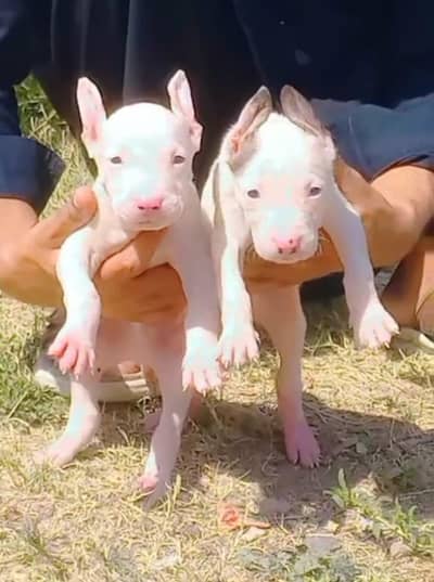 pure kuhati gultair pair pink nose blue eyes healthy and active best