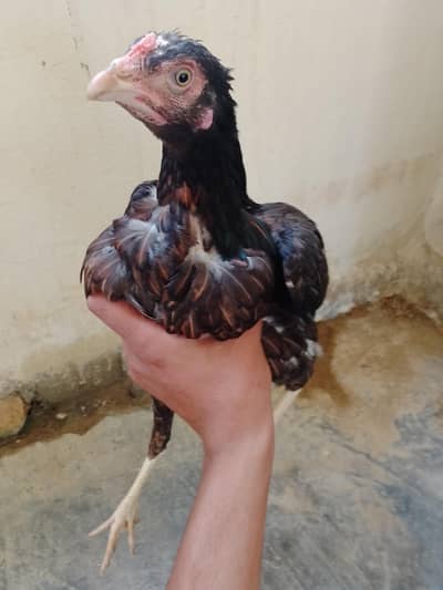 aseel murga and murgi  for sale