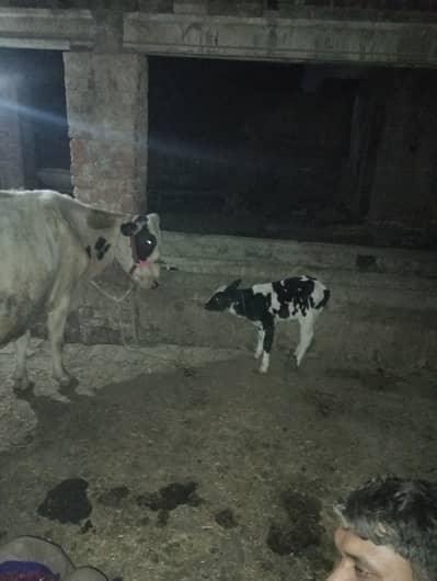 Wachay or katay calf
