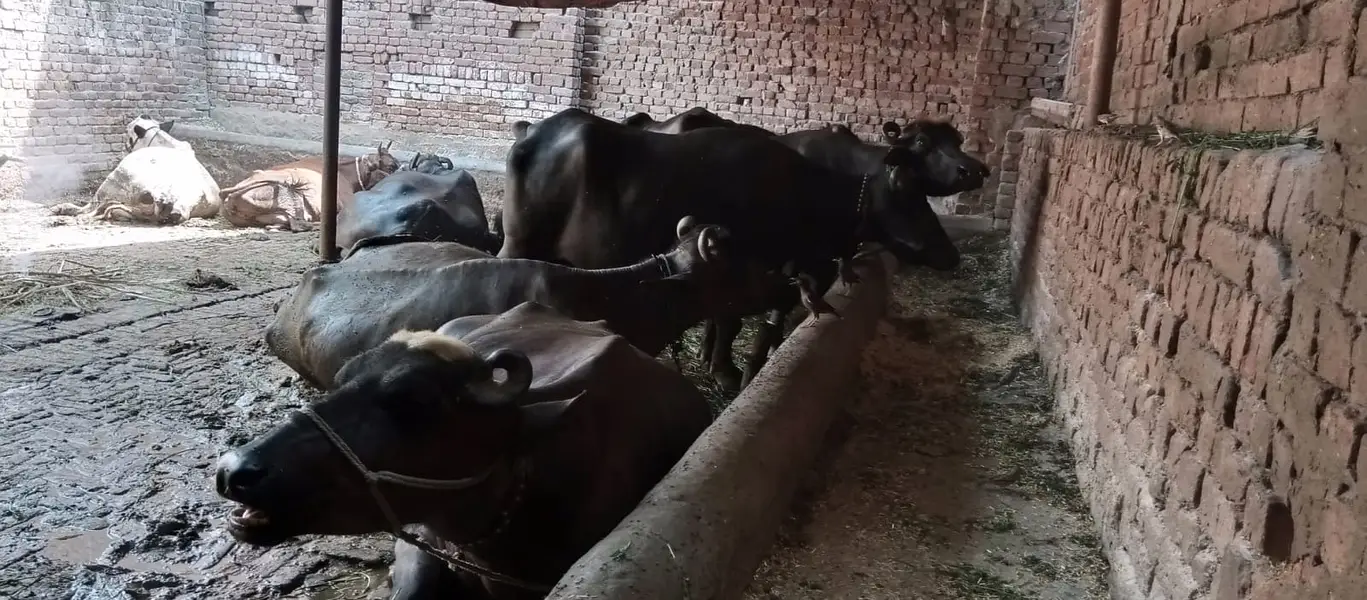 Wachay or katay calf — photo 2