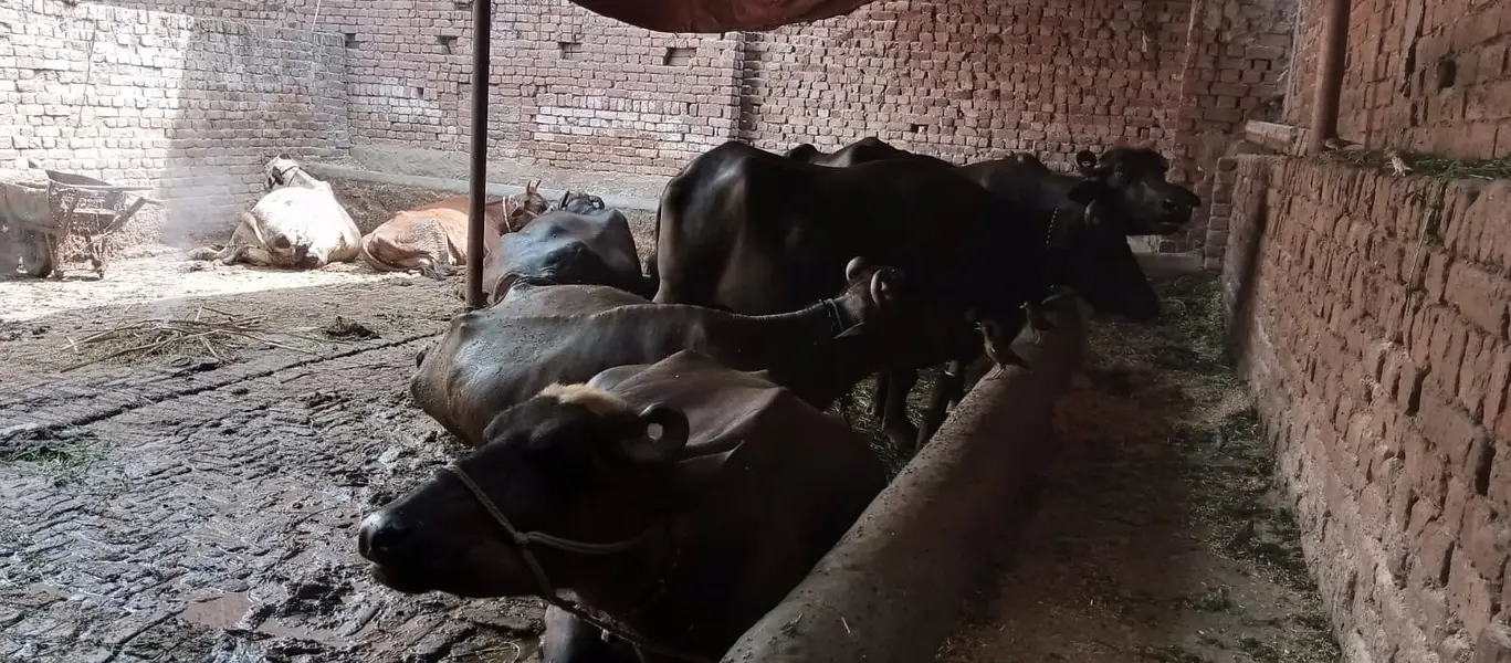 Wachay or katay calf — photo 3