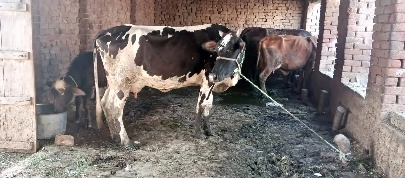 Wachay or katay calf — photo 4