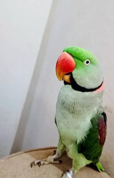 Raw parrot Male