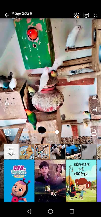 different lovebirds for sale price 3000 per pair