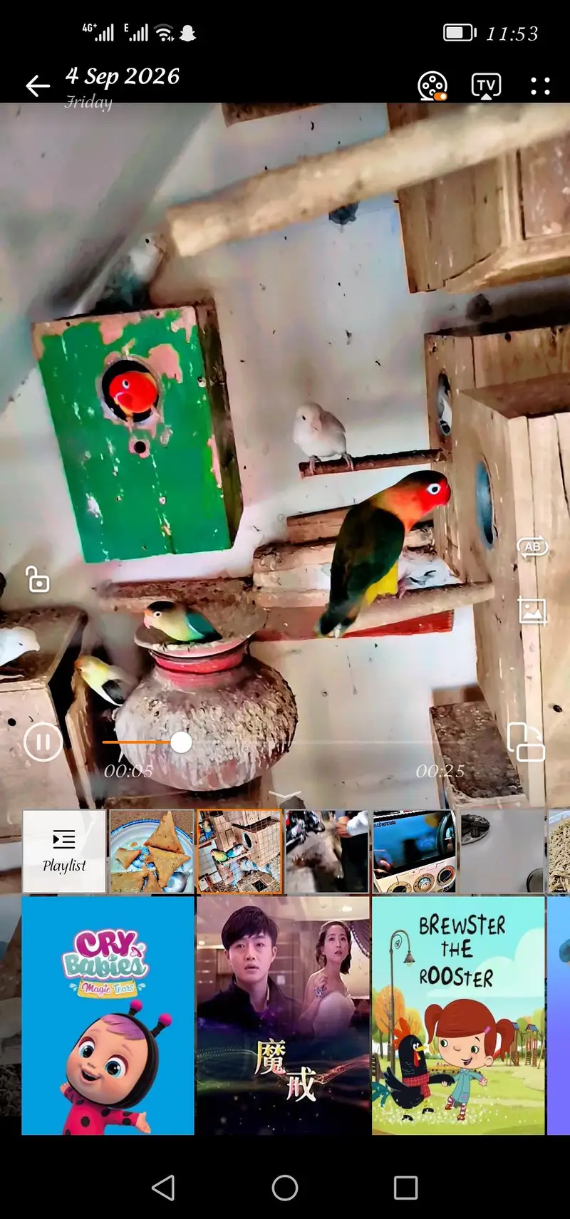 different lovebirds for sale price 3000 per pair — photo 4