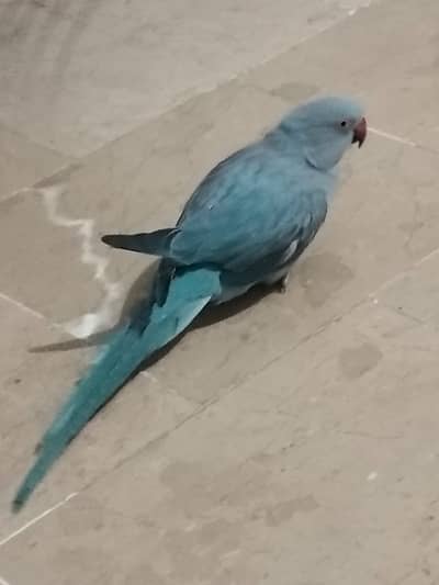 Blue ring neck breader female ek dafa bread kar chuki hai