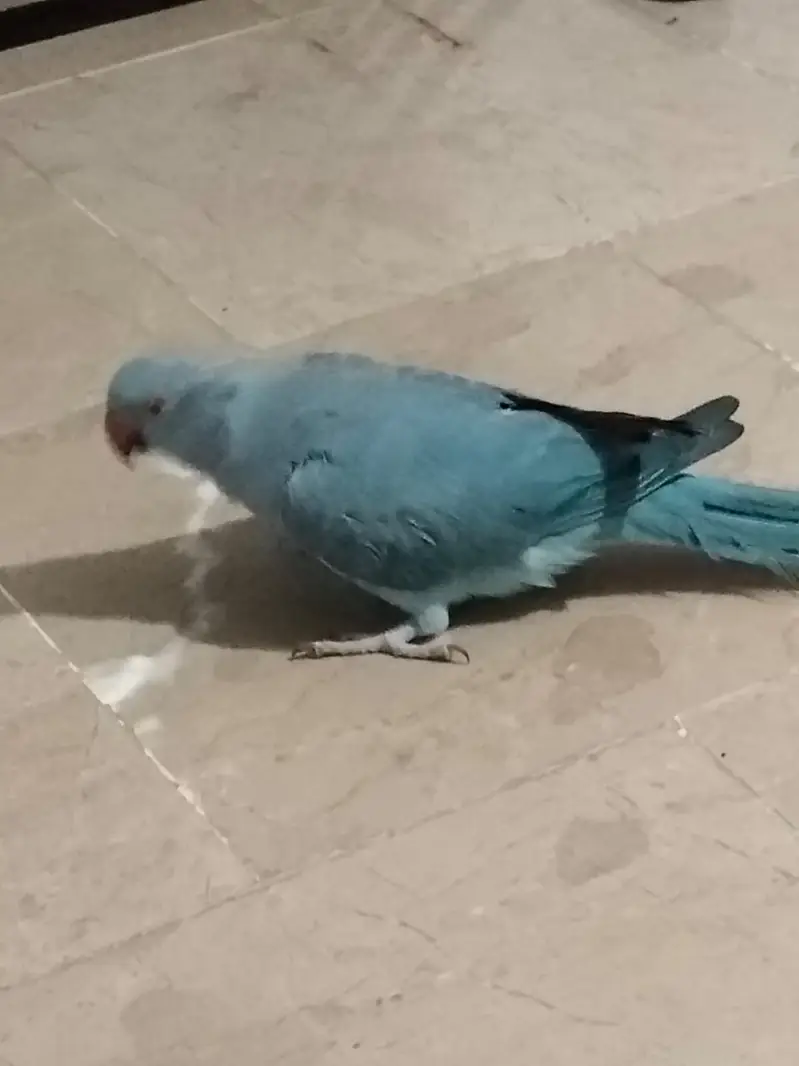 Blue ring neck breader female ek dafa bread kar chuki hai — photo 2