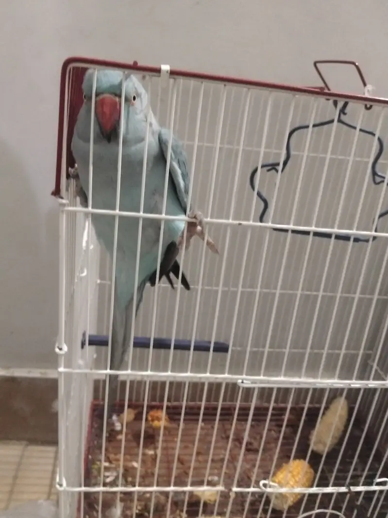 Blue ring neck breader female ek dafa bread kar chuki hai — photo 4