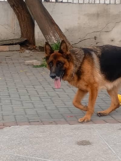 West German Shepherd female