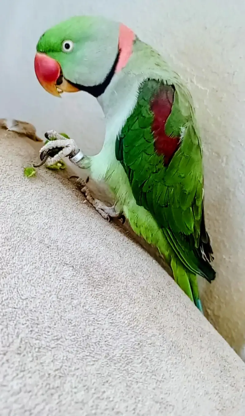Raw parrot Male — photo 2