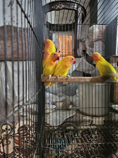 color lovebirds for salE readY to bread. . .