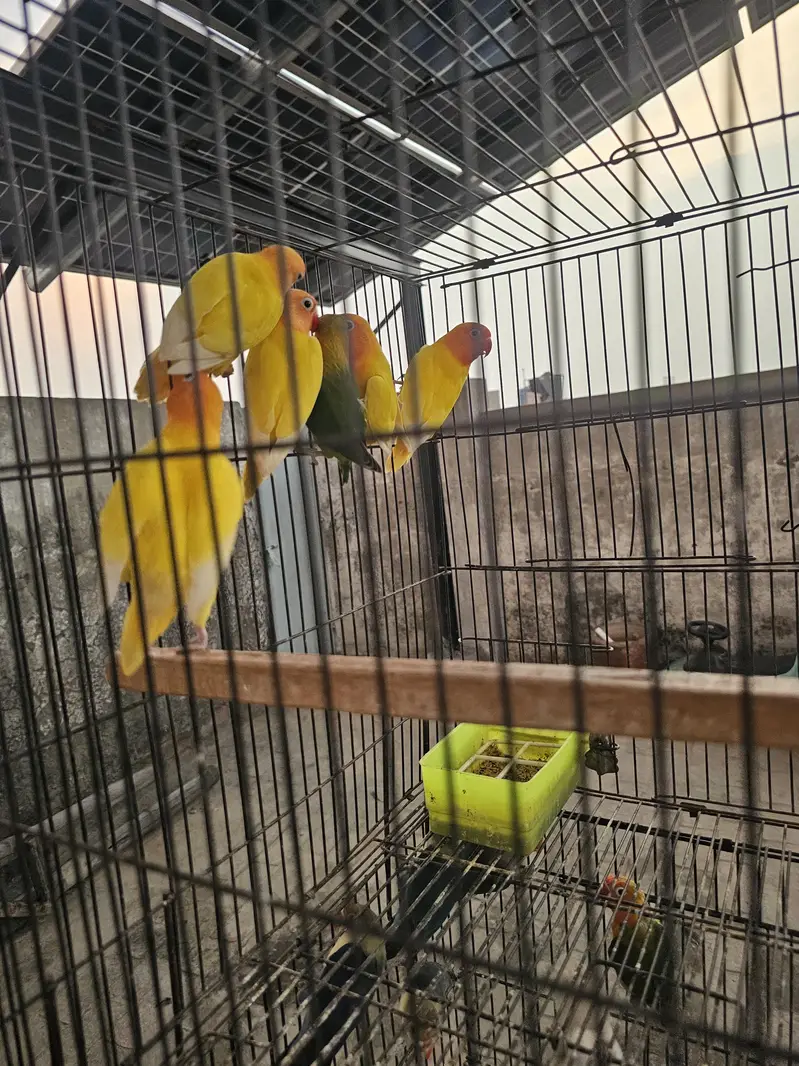 color lovebirds for salE readY to bread. . . — photo 2