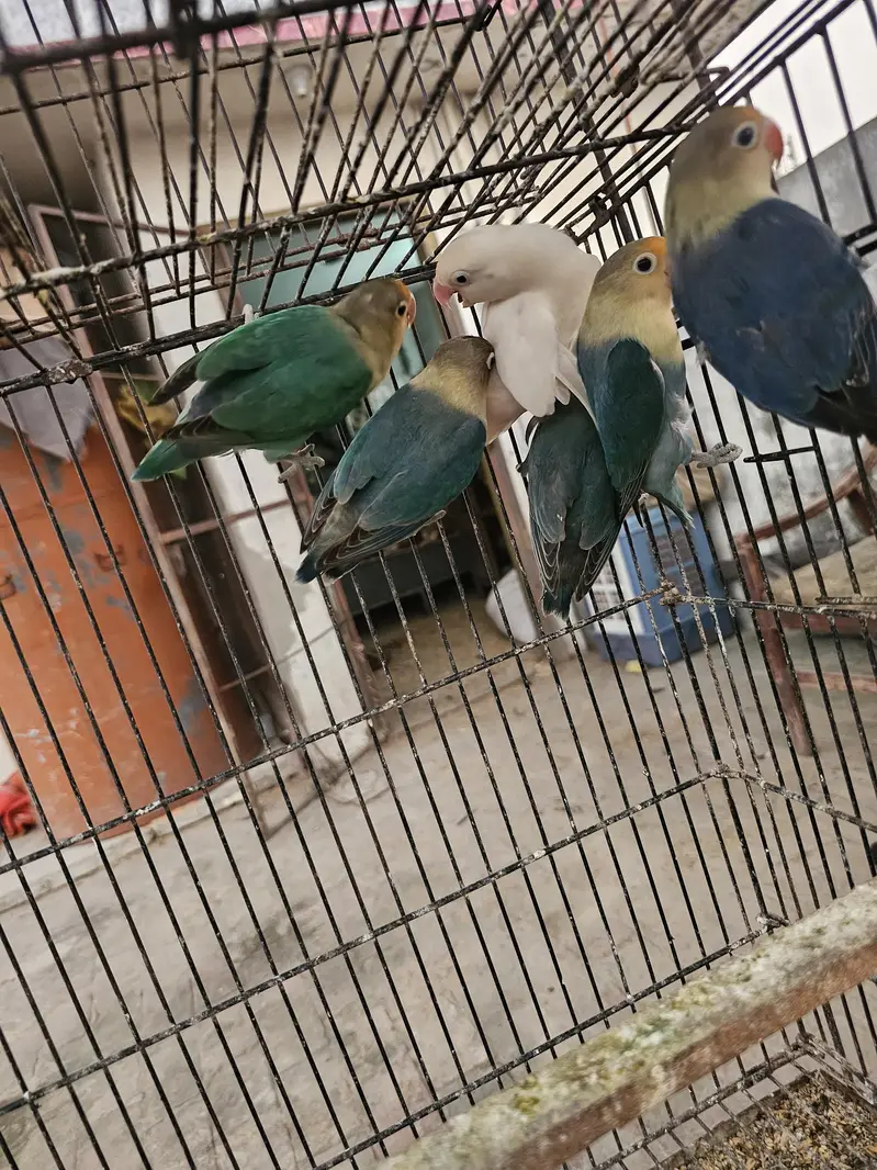 color lovebirds for salE readY to bread. . . — photo 3