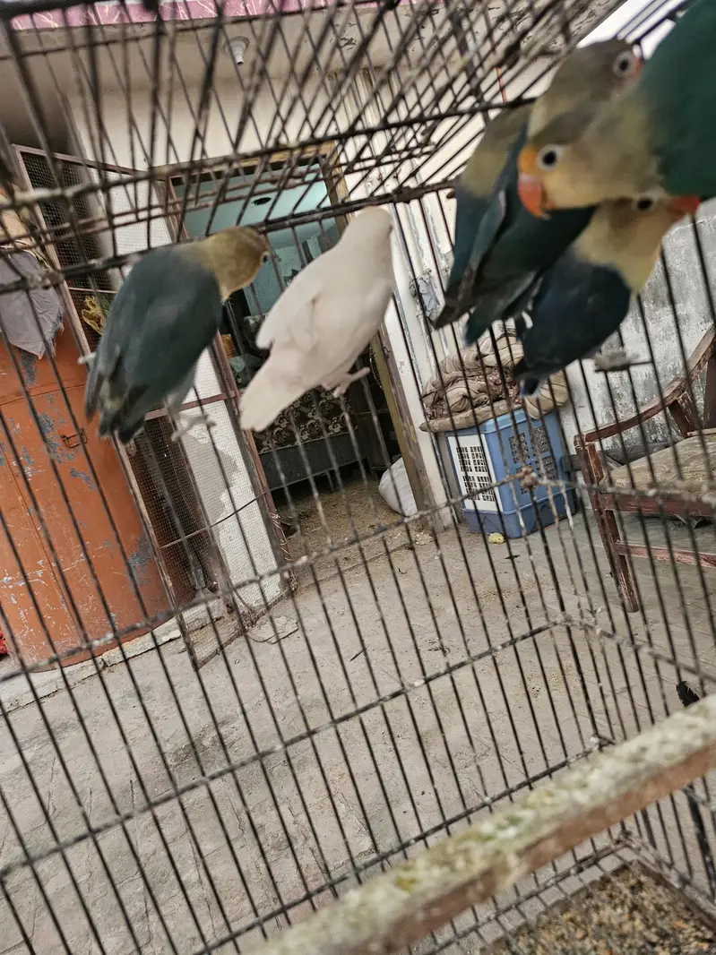 color lovebirds for salE readY to bread. . . — photo 4