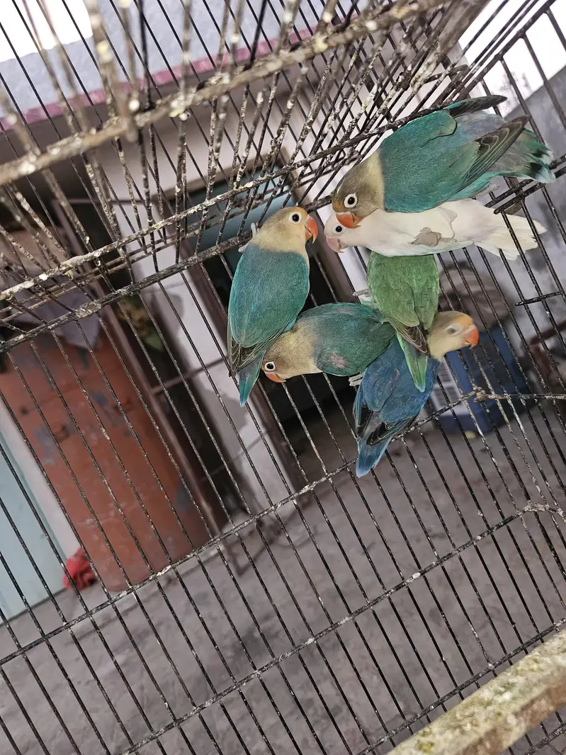 color lovebirds for salE readY to bread. . . — photo 5