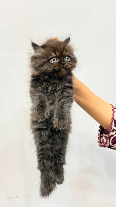 Pure Punch persian Face Cat