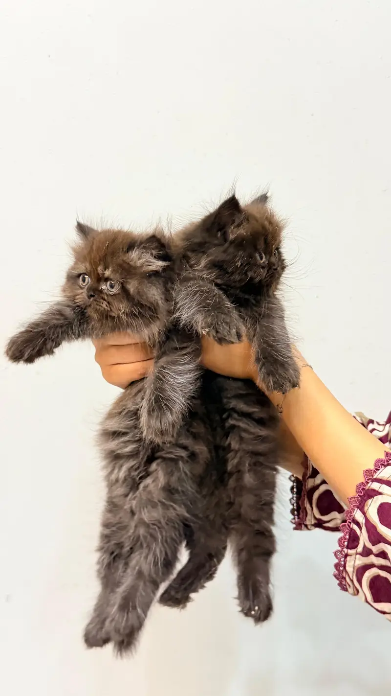 Pure Punch persian Face Cat — photo 2