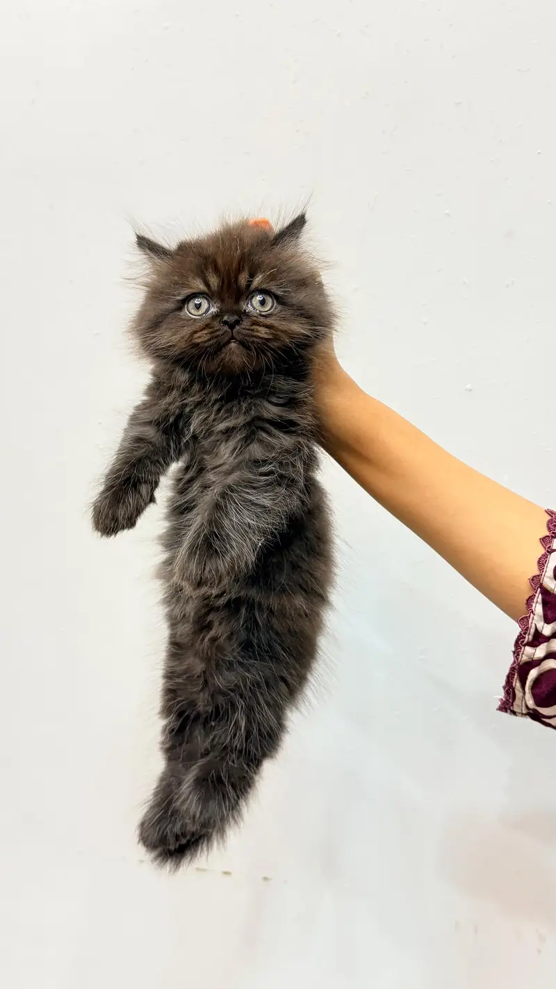 Pure Punch persian Face Cat — photo 3