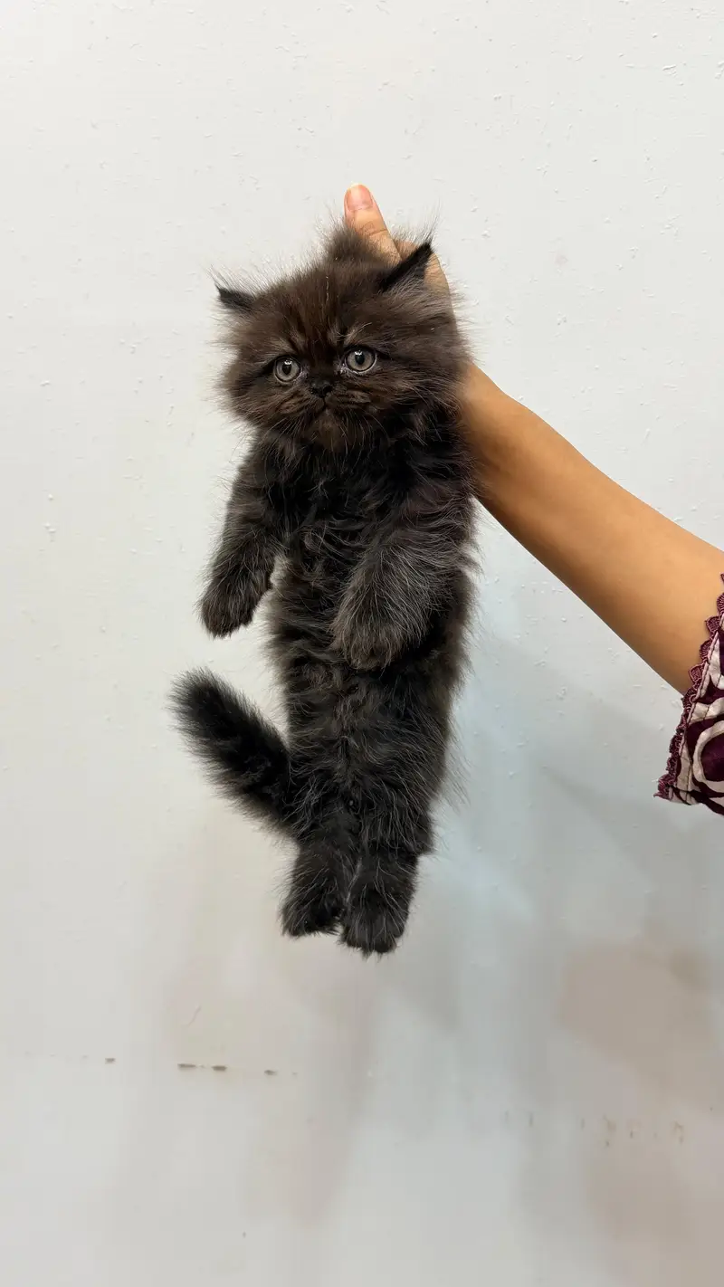 Pure Punch persian Face Cat — photo 4