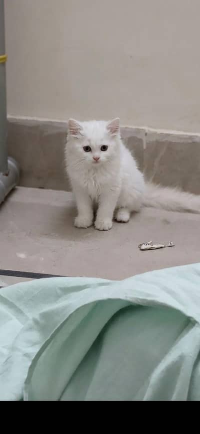 Persian kitten