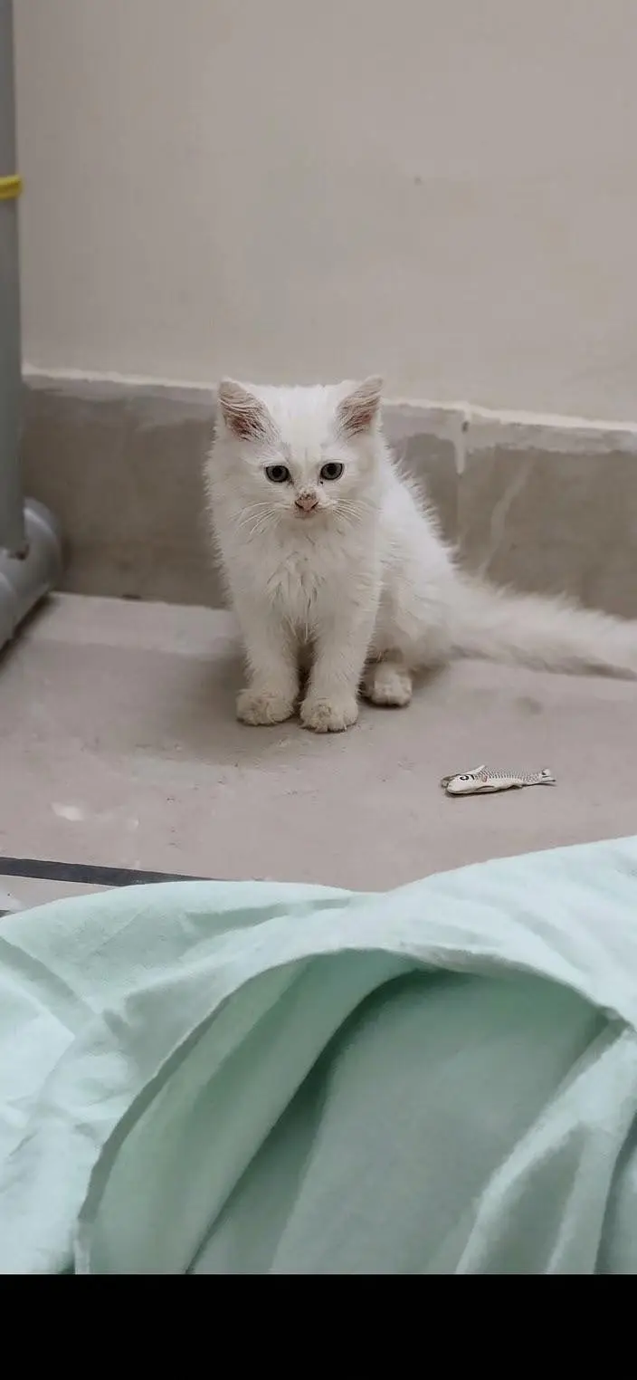Persian kitten — photo 4