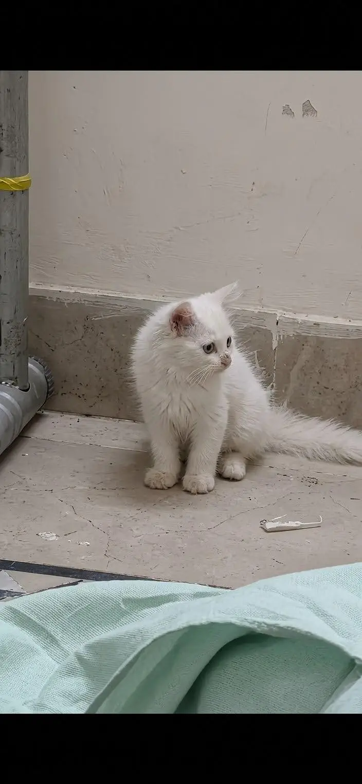 Persian kitten — photo 2