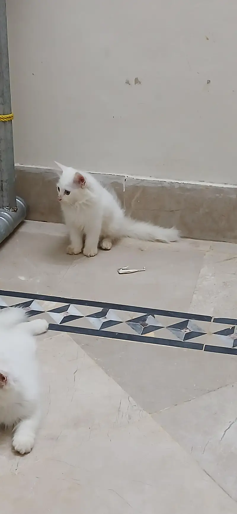 Persian kitten — photo 3