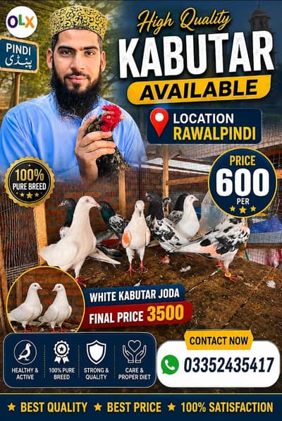 High Quality Kabutar