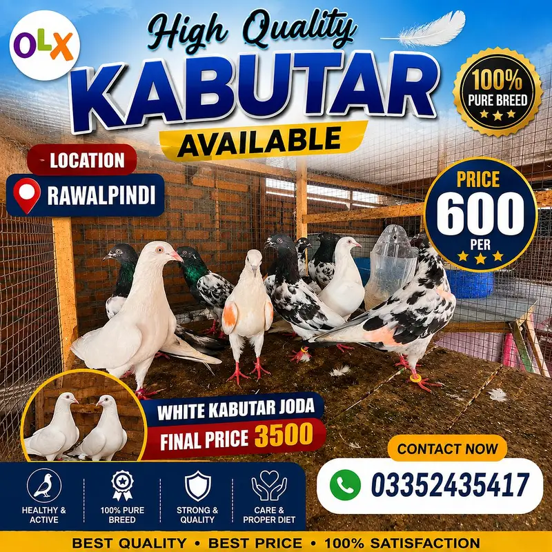 High Quality Kabutar — photo 2