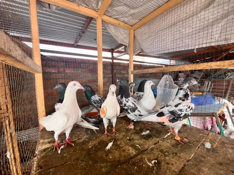 High Quality Kabutar — photo 3