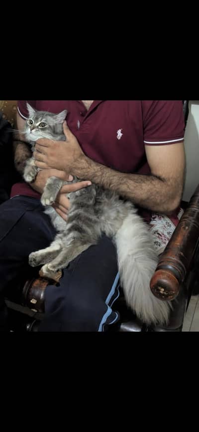 Double coat persian cat