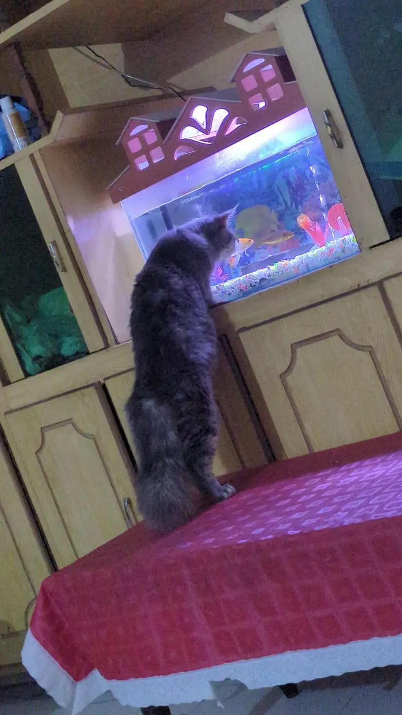Double coat persian cat — photo 3