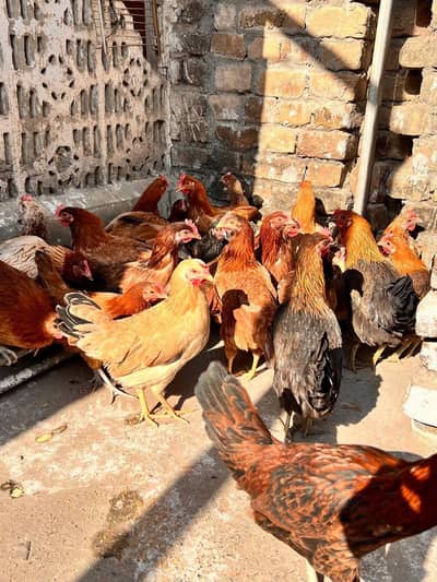  Golden Misri Hens For Sale