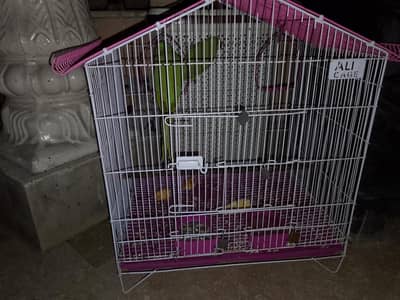 parrot for sale