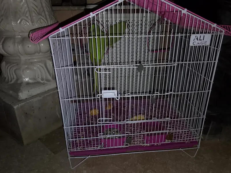 parrot for sale