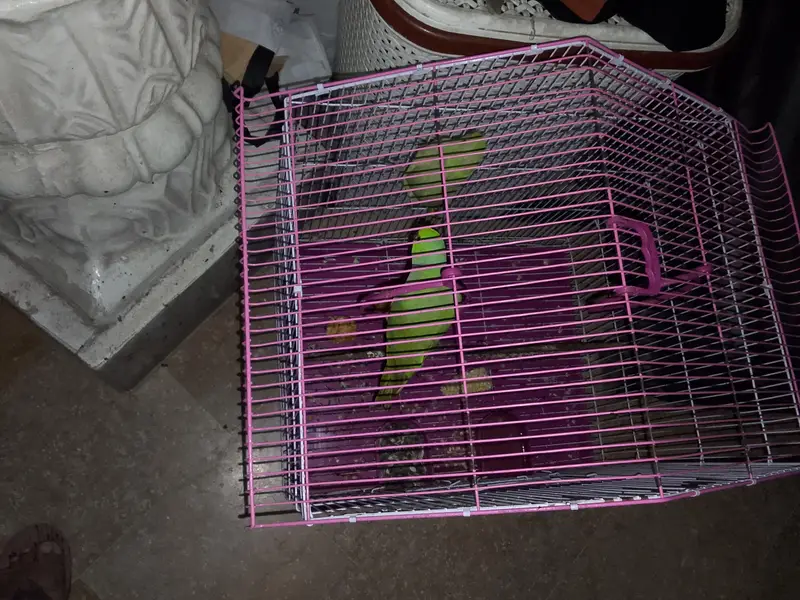 parrot for sale — photo 2