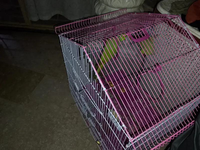 parrot for sale — photo 3